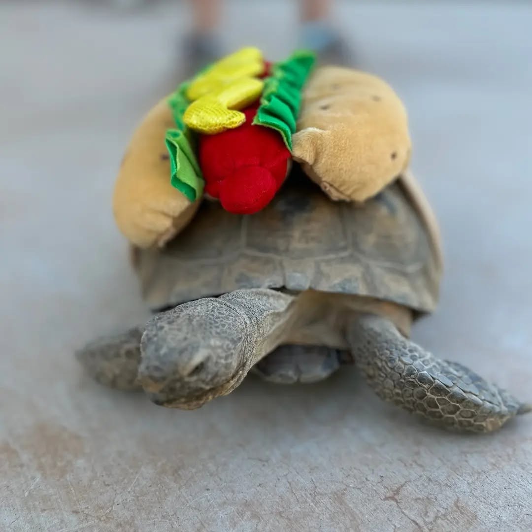 Speedy