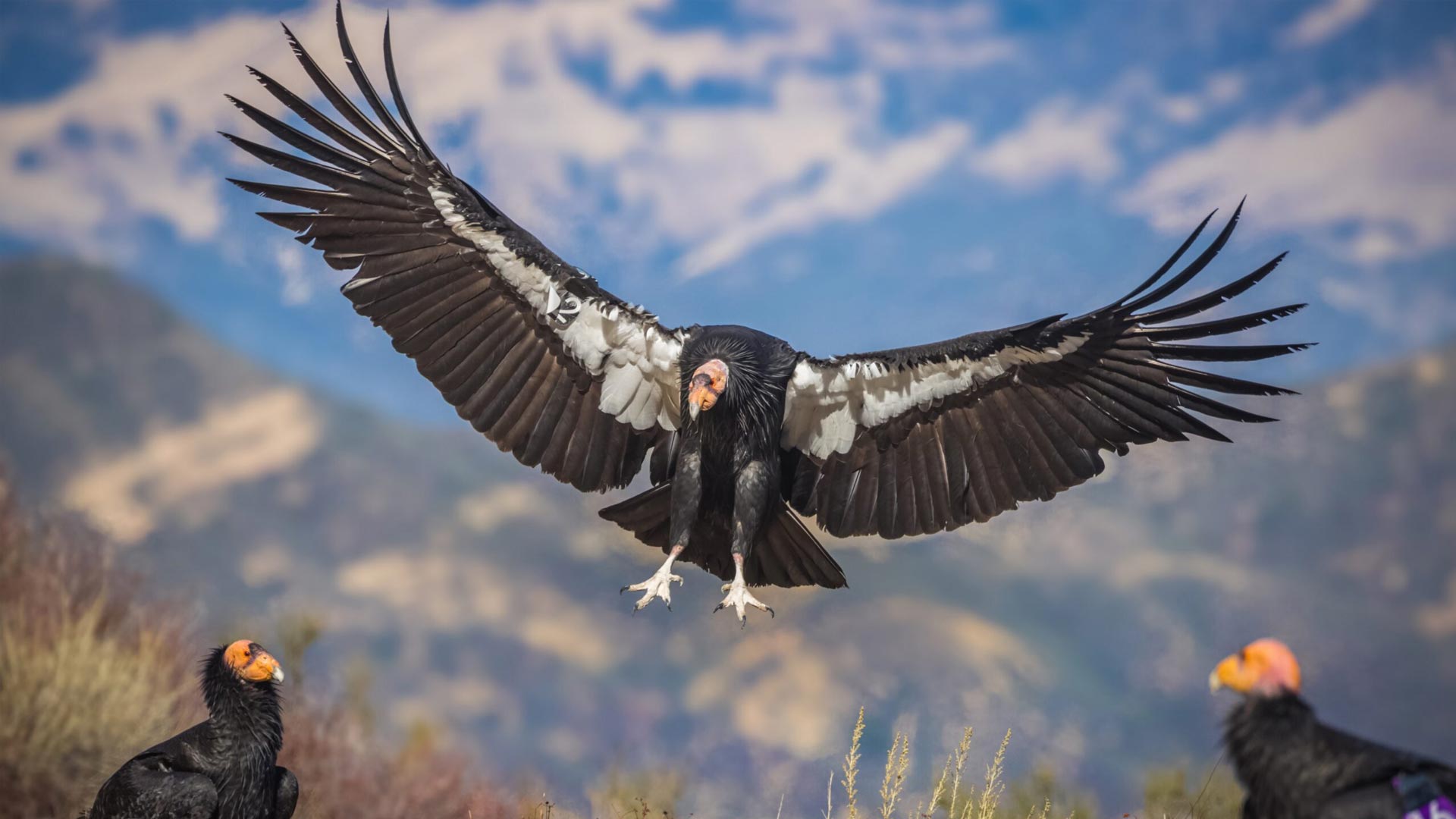 California Condor by Chris Trent USFWS