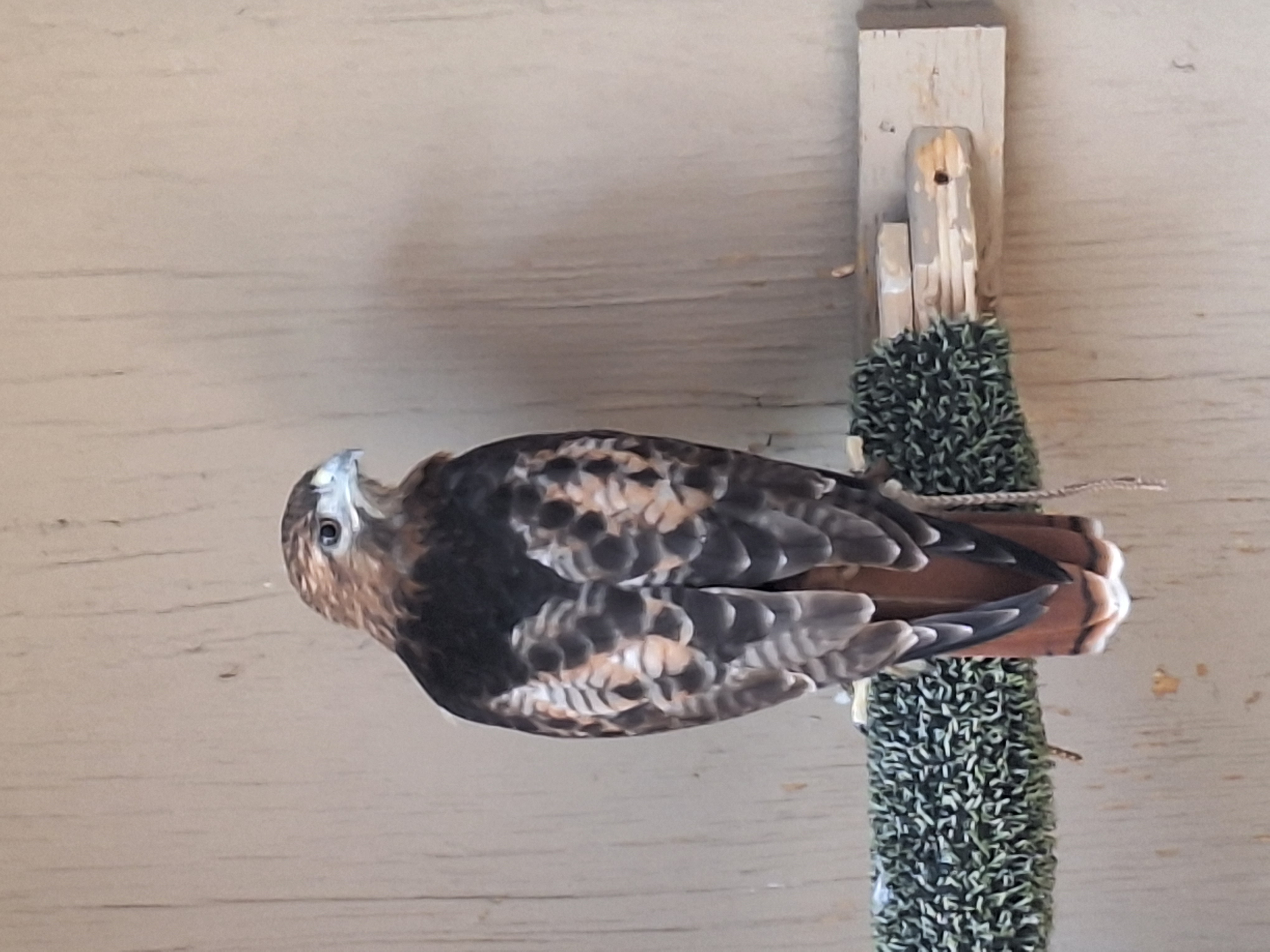 Piper