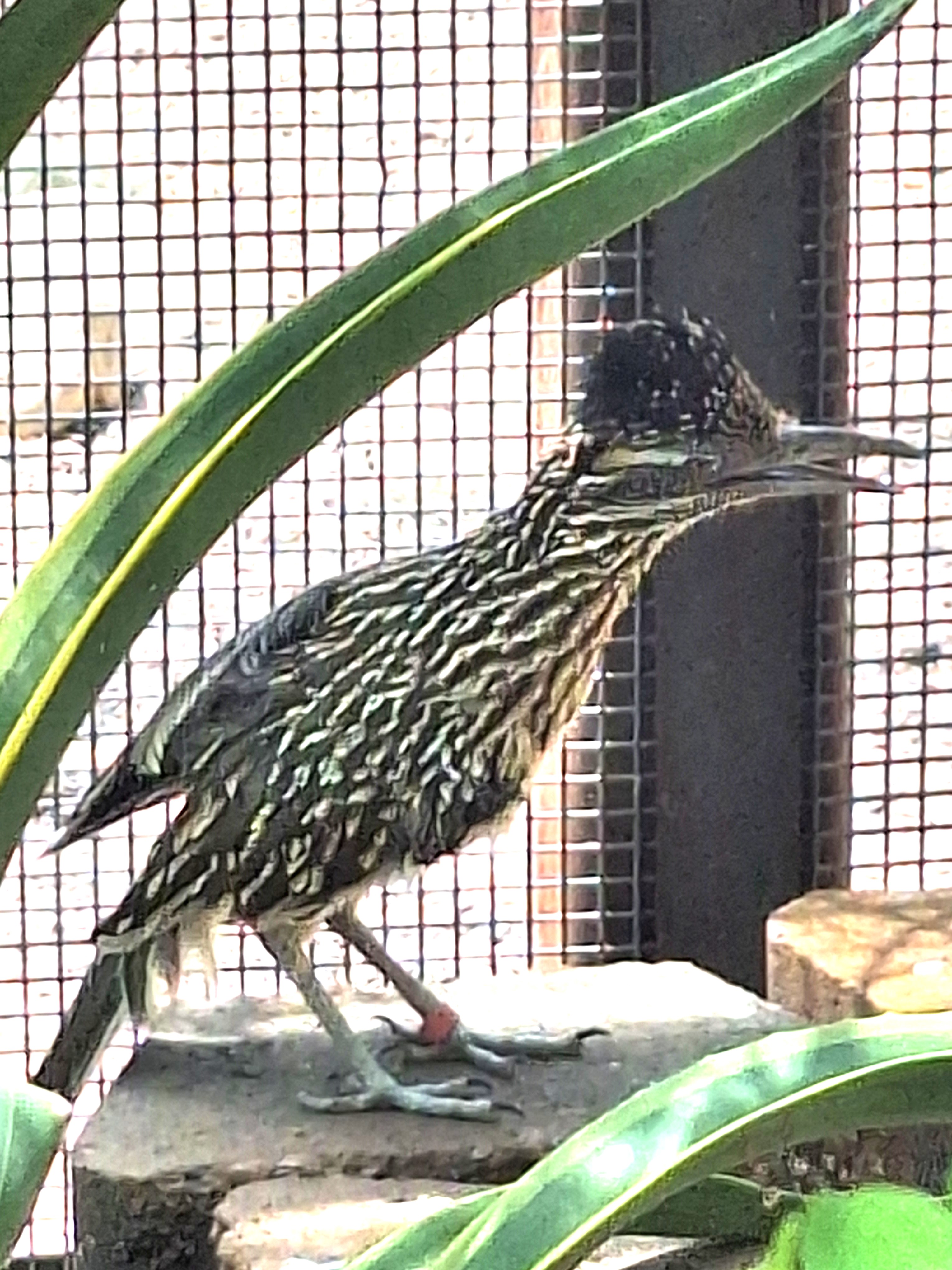 Greater Roadrunner (name TBD)